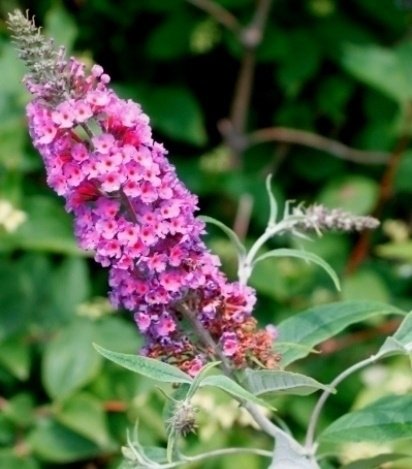 Syyssyrikkä (Buddleja davidii), siemeniä 100 kpl