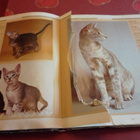 THE COMPLETE BOOK OF THE CAT - pikkukuva 4