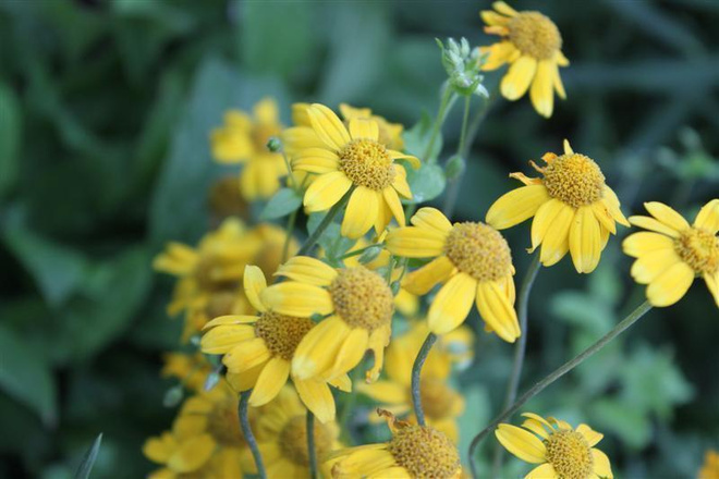 Villamo (Eriophyllum lanatum), siemeniä 50 kpl
