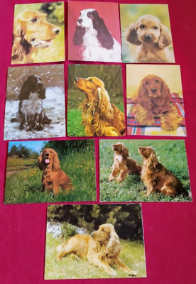 9 COCKERSPANIEL  POSTIKORTTIA