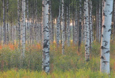 Koivumetsä (isohko kortti)