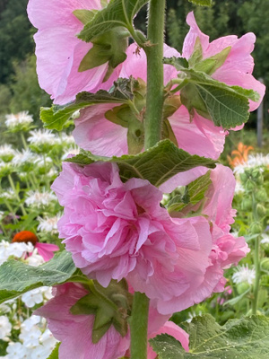 Tarhasalkoruusu ’Chater’s Double Pink’, siemeniä 50 kpl