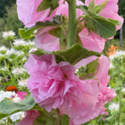 Tarhasalkoruusu ’Chater’s Double Pink’, siemeniä 50 kpl - pikkukuva 1