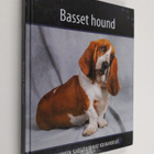 Basset hound - pikkukuva 1