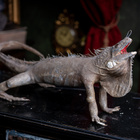 Täytetty iguaani ”Lizard king” - pikkukuva 5
