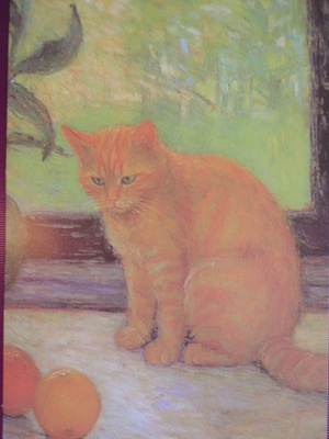 Kissa katselee appelsiineja