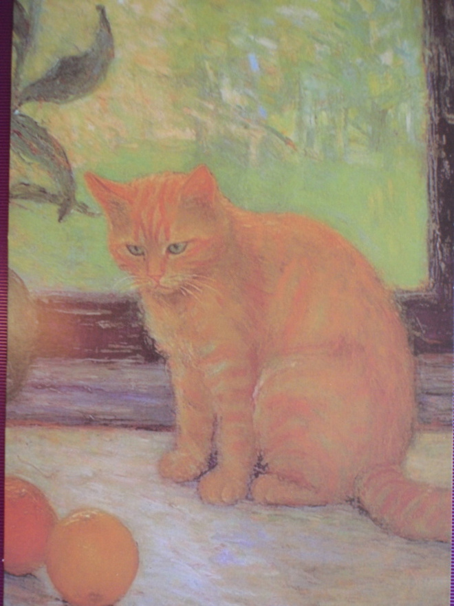 Kissa katselee appelsiineja