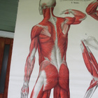 Anatomiska över Människruppen 50x152 cm - pikkukuva 5
