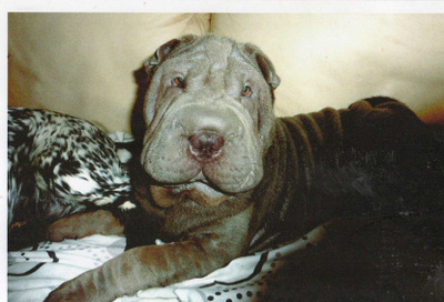 KIINALAINEN SHAR-PEI PENTU KOIRA POSTIKORTTI