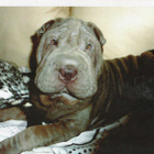 KIINALAINEN SHAR-PEI PENTU KOIRA POSTIKORTTI - pikkukuva 1