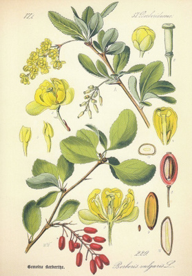Ruostehappomarja - Berberis vulgaris