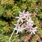 Valkomaksaruoho (Sedum album), siemeniä 100 kpl - pikkukuva 4
