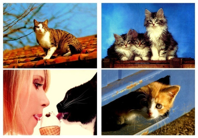 4 kissa korttia, käyttämättömiä