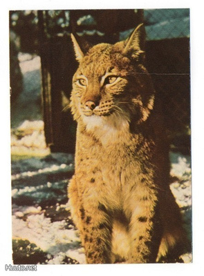 Ilves (Lynx lynx) #139