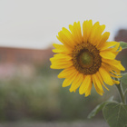 Zeiss 50mm/1.4 c/y - pikkukuva 3