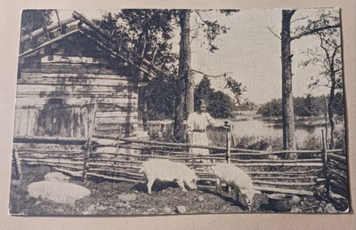 Nuoriemäntä hoitamassa possuja aitauksessa, mv pk, p. 1937