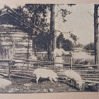 Nuoriemäntä hoitamassa possuja aitauksessa, mv pk, p. 1937 - pikkukuva 1
