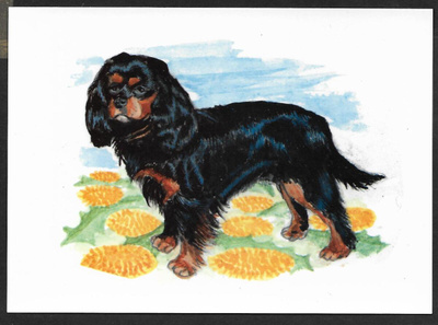 Cavalier Kingcharlesinspanieli - JK ( Jorma Keltto )