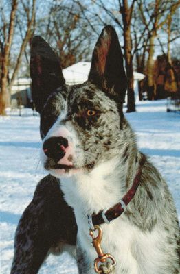 AUSTRALIAN KOOLIE POSTIKORTTI