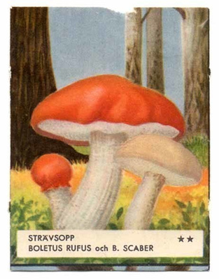 EO 5307 / SIENINELKKU: Tatti poikineen. 1950-l.