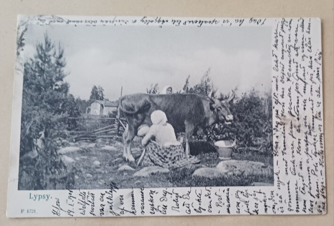 Lypsyllä - komea lehmä, mv pk, p. 1906 Englantiin