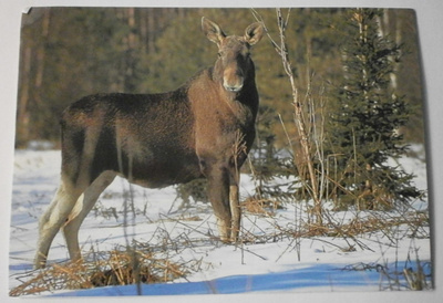 Hirvi (Alces alces), väripk Pekka Helo, ei p.