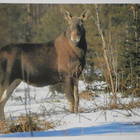 Hirvi (Alces alces), väripk Pekka Helo, ei p. - pikkukuva 1