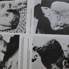 KIRJA Lehti dokumentti Hiroshima Japan 1945 - pikkukuva 4