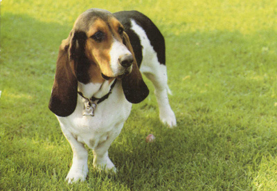 BASSET POSTIKORTTI