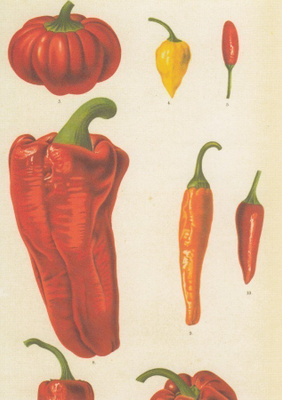Chilipaprika - Capsicum spp.