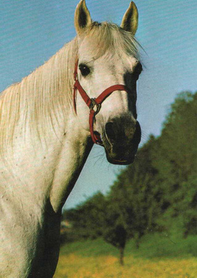HEVONEN POSTIKORTTI - ARABIAN HEVONEN