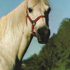 HEVONEN POSTIKORTTI - ARABIAN HEVONEN - pikkukuva 1
