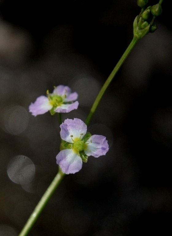 Ratamosarpio (Alisma plantao-aquatica), siemeniä 100 kpl