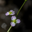 Ratamosarpio (Alisma plantao-aquatica), siemeniä 100 kpl - pikkukuva 1