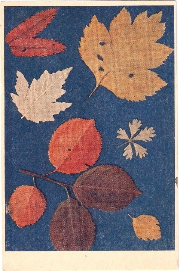 Syksyn lehdet, ruskavärejä, luontokortti