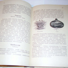 Kalervo: NUORI TARHURI (2.p.1923) Sis.postikulut - pikkukuva 3