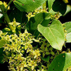 Mantsurianpaatsama (Rhamnus davurica), siemeniä 40 kpl - pikkukuva 1