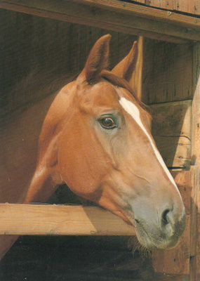 HEVONEN POSTIKORTTI