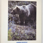 Rahasarja markka Kielo Suomi 1991 BU - pikkukuva 4