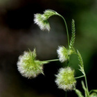 Pampulaputki (Lagoecia cuminoides), siemeniä 50 kpl - pikkukuva 1