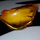 Vintage Honey egge amber Meripihka solki rintanula - pikkukuva 1