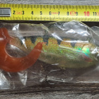 Storm wildeye seeker shad! - pikkukuva 2