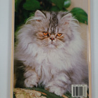 Anna Pollard : Cats - pikkukuva 2