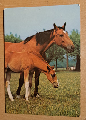 hevonen ja varsa, käsipostia 1986