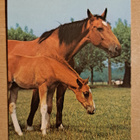 hevonen ja varsa, käsipostia 1986 - pikkukuva 1