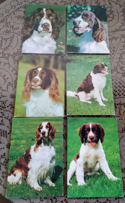 6 ENGLANNIN SPRINGERSPANIEL  POSTIKORTTIA
