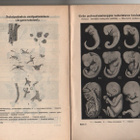 Daiber: Elämän synty, kehitys ja loppu, K. E. Holm 1908, nid - pikkukuva 2