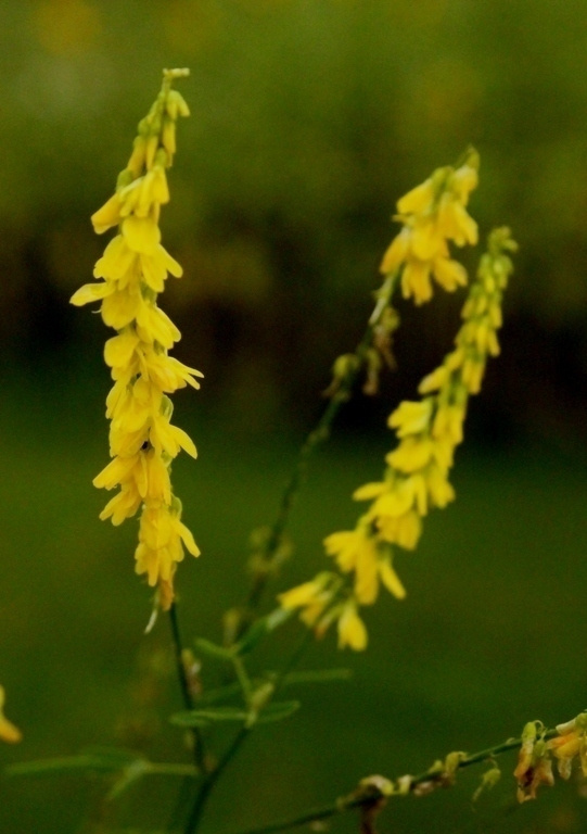 Rohtomesikkä (Melilotus officinalis), siemeniä 50 kpl