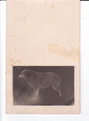 VANHA Valokuva Koira 1920-l Postikorttikoko