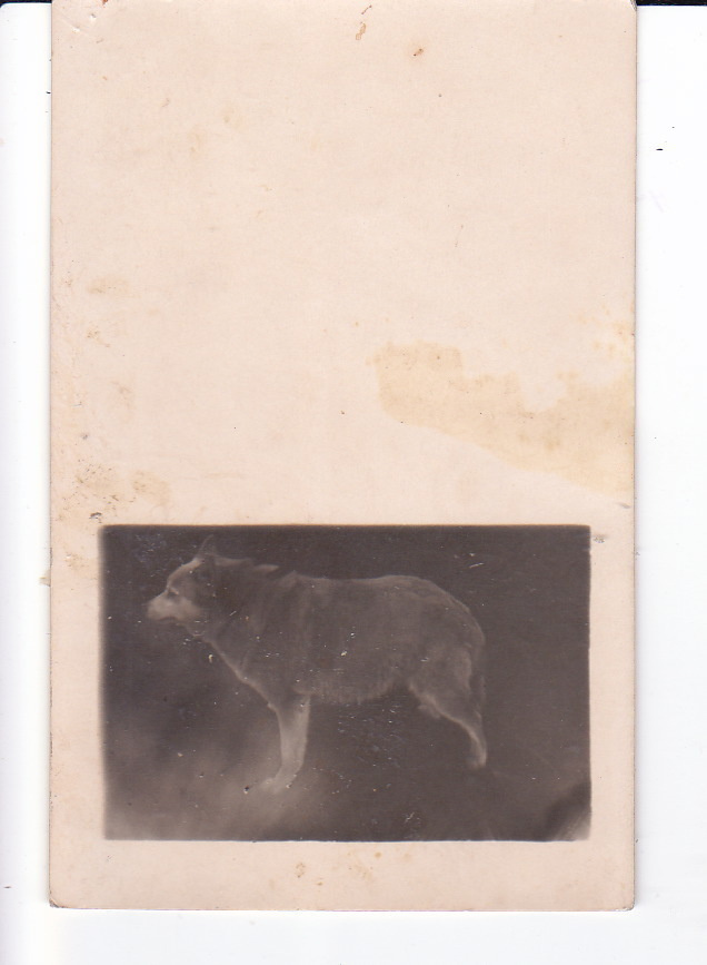 VANHA Valokuva Koira 1920-l Postikorttikoko